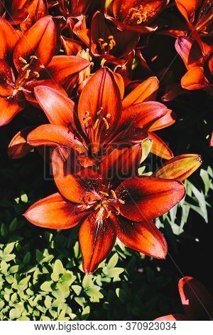 Blooming Beautiful Fresh Lily Flowers In View