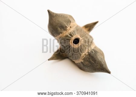 Water Chestnut. Dumn Nut Chilim On White Flat Surface. Limited Depth Of Field.