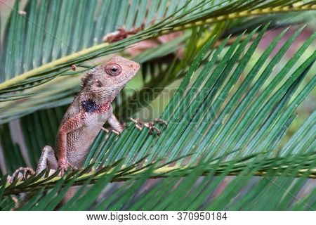 Oriental Garden Lizard (calotes Versicolor) Staring Out From A Branch