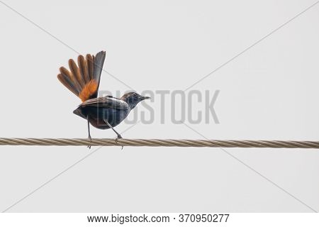Indian Robin (copsychus Fulicatus) Perching On A Power Line With Its Orange Tail Feathers Open