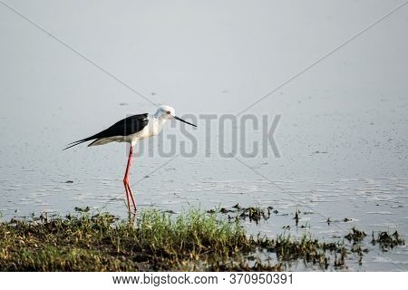 Black Winged Stilt (himantopus Himantopus) Walking Around A Lake