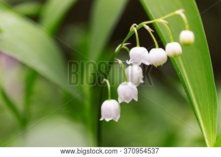 Blossoming Lily Of The Valley In The Forest. Lily-of-the-valley.convallaria Majalis.spring Backgroun