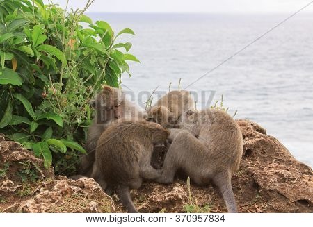 Group Of Macaques Grooming On The Cliffs At Uluwatu Temple, Bali, Indonesia