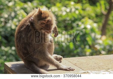 Macaque Looking And Posing At Camera At Ubud Monkey Forest, Bali, Indonesia