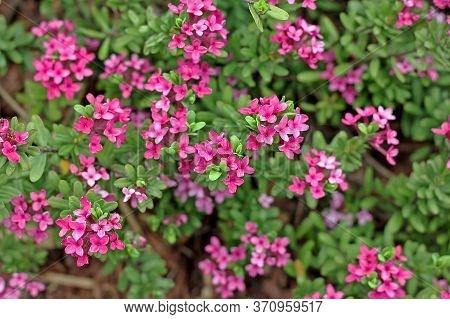 Daphne Cneorum, The Garland Flower Or Rose Daphne, Is A Species Of Flowering Plant, Native To The Mo