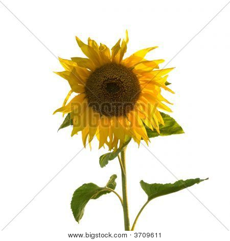 Girasole (isolato)