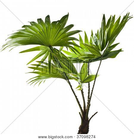 สีเขียวปาล์ม (Livistona Rotundifolia ปาล์มทรี) แยกต่างหาก