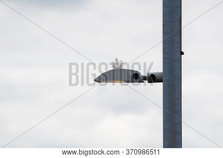 A Picture Of The Steel Bird-proof Spikes.     Vancouver Bc Canada