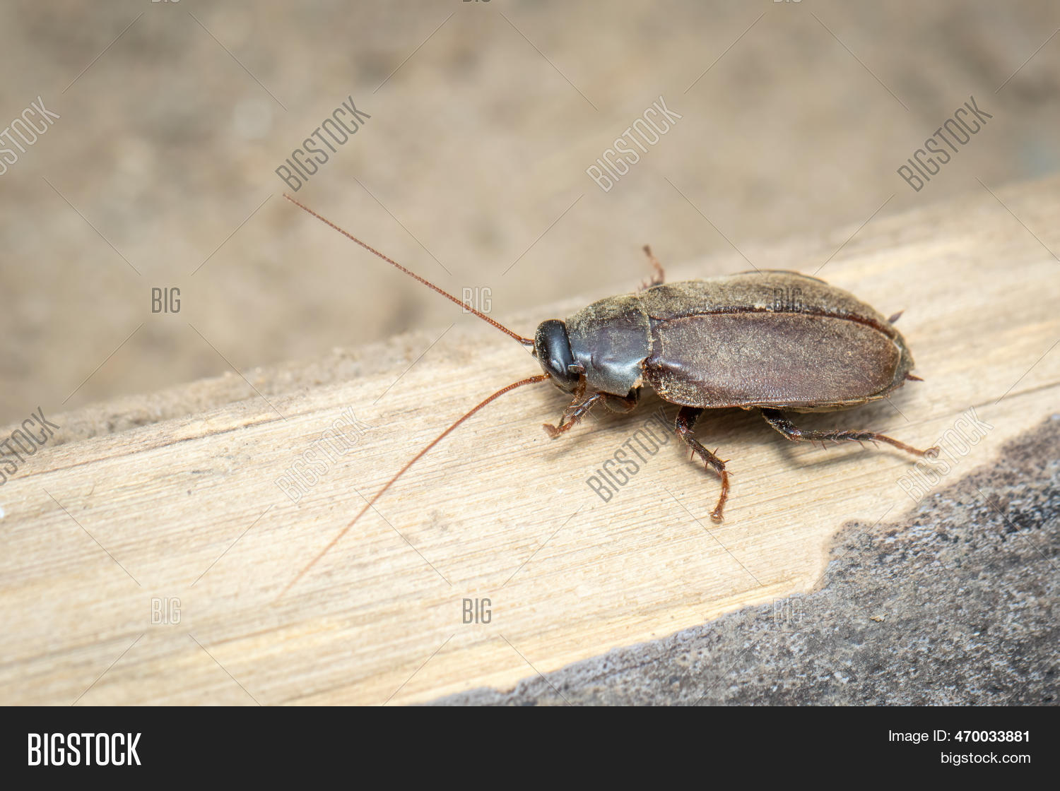 Image Diploptera Image & Photo (Free Trial) Bigstock