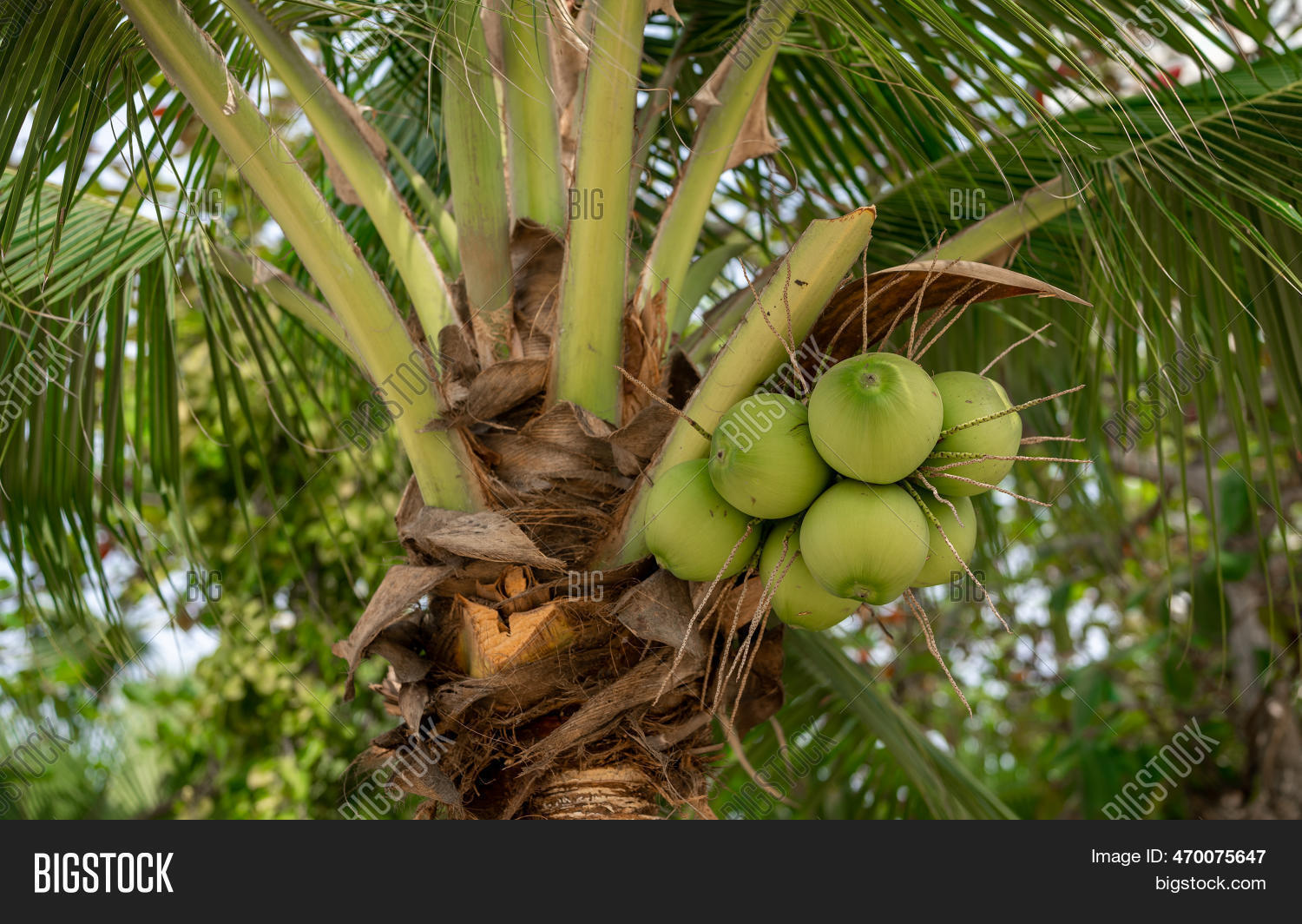 Coconut Tree Palm Image & Photo (Free Trial) Bigstock