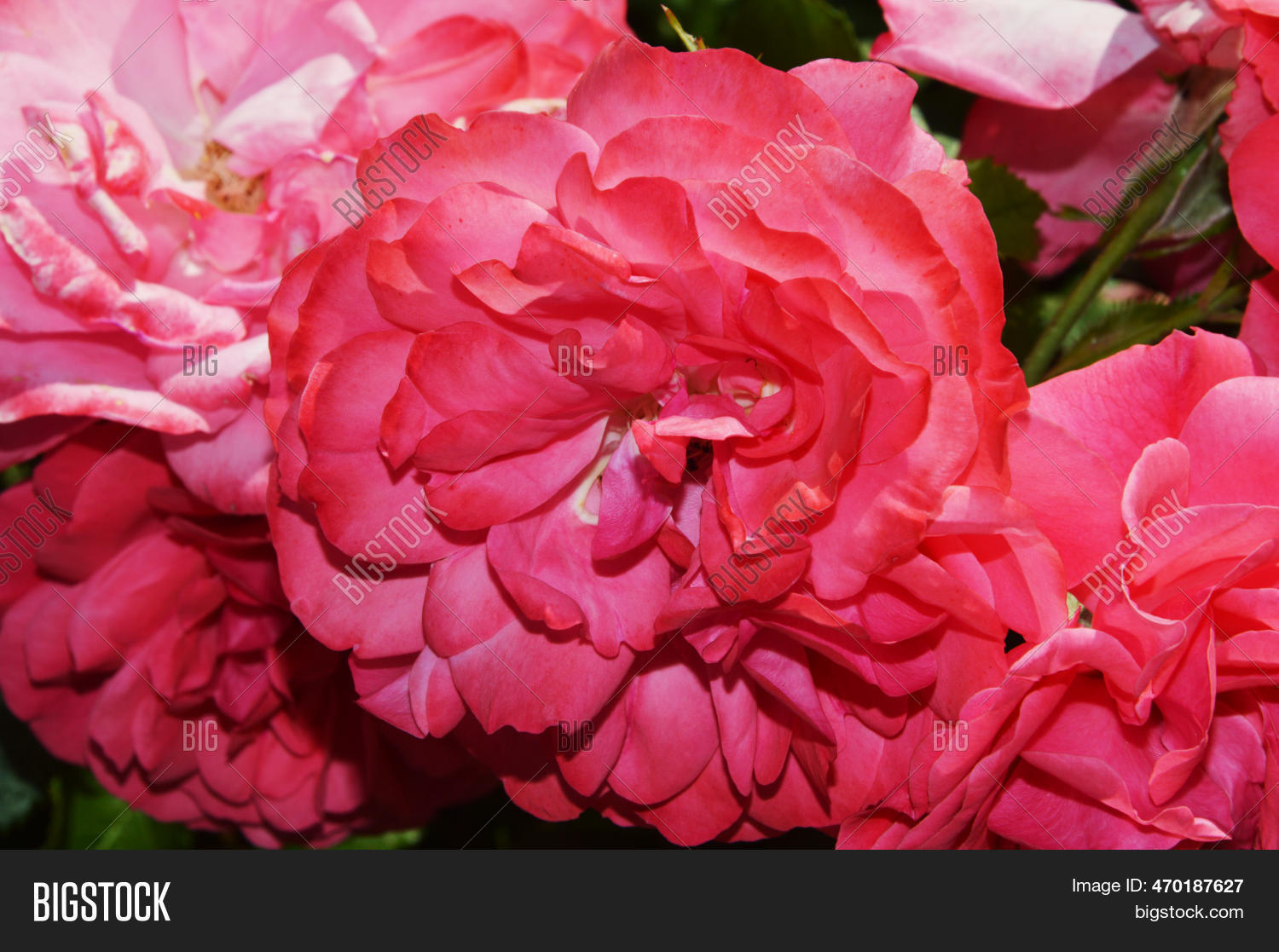 Pink Spray Roses. Image & Photo (Free Trial) | Bigstock