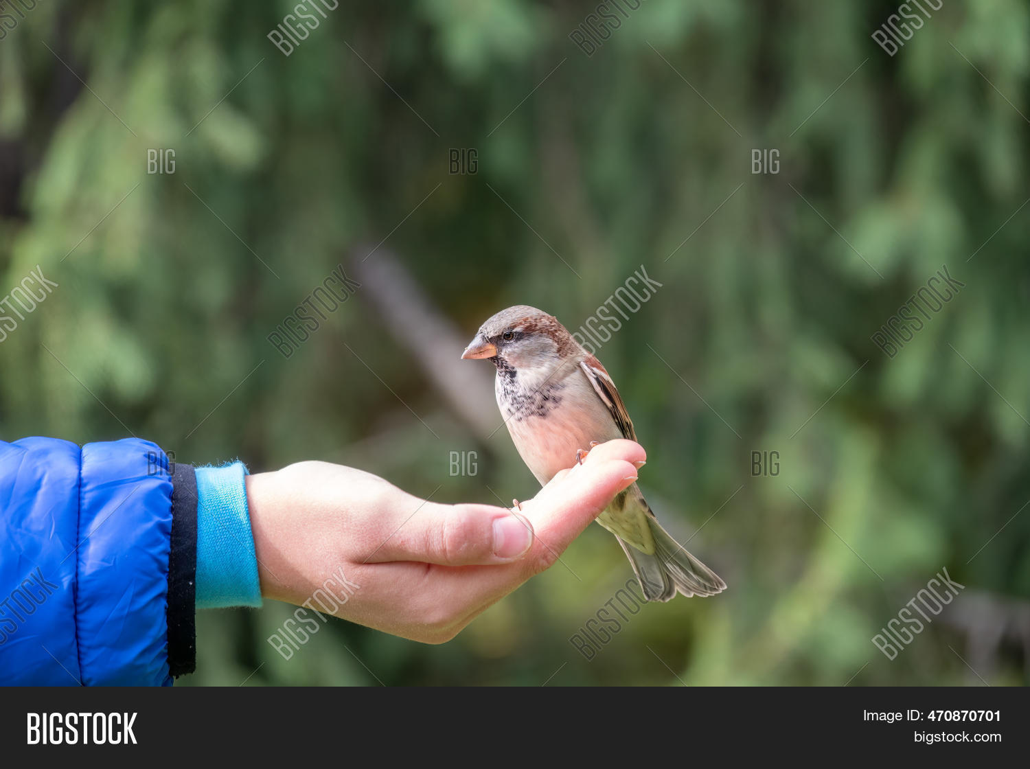 Boy Feeds Birds Seeds Image & Photo (Free Trial) Bigstock