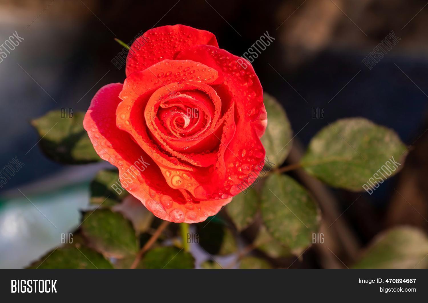 Macro Red Rose Flower Image & Photo (Free Trial) | Bigstock