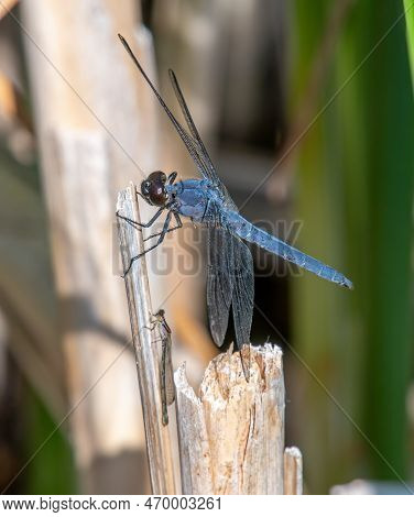 A Beautiful Male Slaty Skimmer Dragonfly Perching Nicely On Wetland Vegetation In This Wisconsin Bog