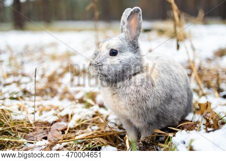 A Cute, Adorable Mountain Cottontail Sitting In The Snow During Winter. It Is Smaller Than Snowshoe 