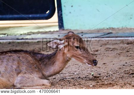 Close-up Of Three Female Beautiful Axis Porcinus (deer) In The Zoo