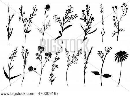 Big Set Silhouettes Botanic Blossom Floral Elements. Branches, Leaves, Herbs, Wild Plants, Flowers. 