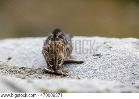 Common Genet - Genetta Genetta - On Stone With Snake Prey, Spain