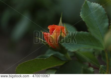An Orange Rosebud Against A Background Of Green Leaves In Close-up With Space For Copyspace Text. Gr