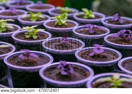 Transparent Pots With Basil Seedlings In Artificial Climax