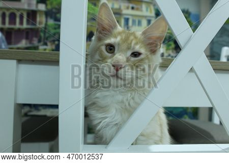 A Large Red Cat Of The Meikun Breed With A Sick Bruised Eye. Sick Animals Eye Treatment Pets