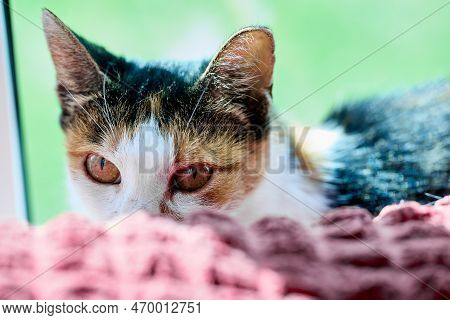 Incredulous Cat Hid Behind Back Of Sofa.