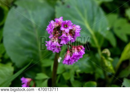 Close-up Of Badan Bergenia Crassifolia Blooming In A Flower Bed In May