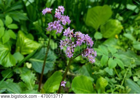 Close-up Of Badan Bergenia Crassifolia Blooming In A Flower Bed In May