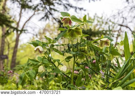 Helleborus Orientalis Ballard Hybrids Yellow Spotted Flower