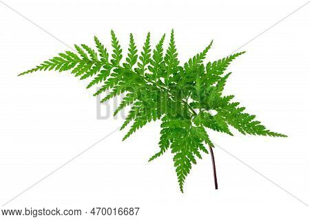 Rumohra Adiantiformis Or Leather Fern Or Leatherleaf Fern Glossy Dark Green Frond Isolated Transpare