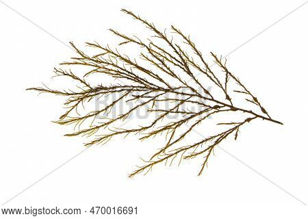 Knotted Kelp Seaweed Or Ascophyllum Nodosum Brown Algae Branch Isolated Transparent Png