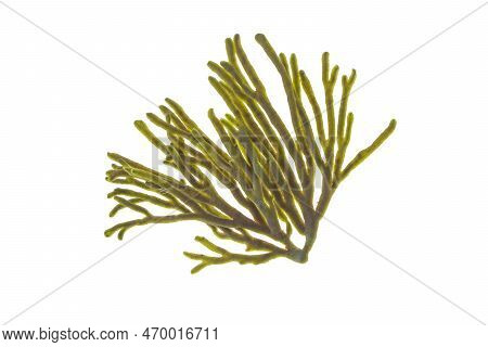Spongeweed Seaweed Or Or Codium Tomentosum Or Velvet Horn Isolated Transparent Png. Green Alga Branc