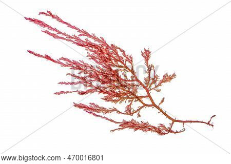 Red Seaweed Or Rhodophyta Algae Branch Isolated Transparent Png.