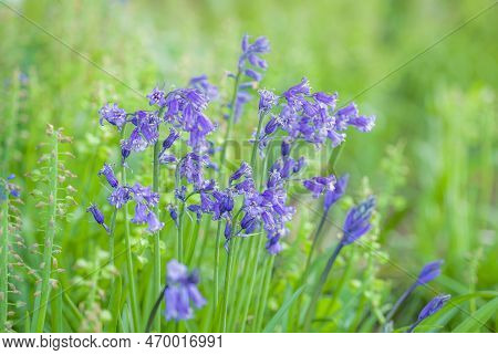Common Bluebell Close Up (hyacinthoides Non-scripta), Native Or English Bluebells In Forest Or Woodl