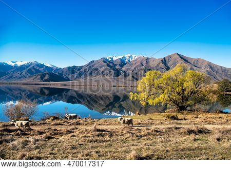 A Flock Of Sheep Walking Past As They Graze On The Stunning Scenery Of The Farm Land On The Shore Of