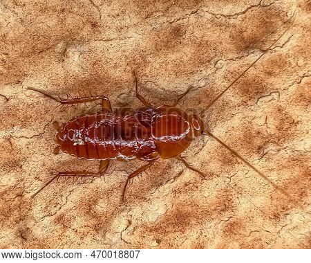 Disgusting Brown Cockroach Macro Close-up Photography Small