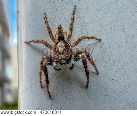 Small Hairy Spider Line Macro Close Up Photography