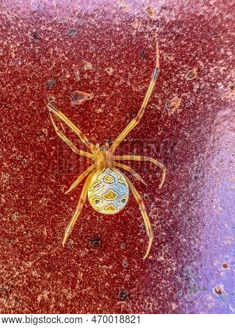 Brown Widow Spider Poison Macro Photography Close Up