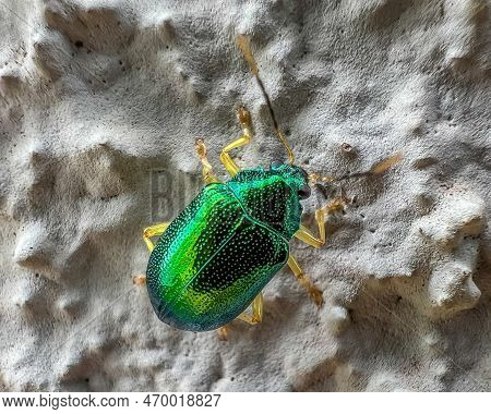 Small Bright Green Beetle Macro Close Up Photography