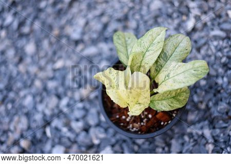 Fresh Rhaphidophora Puberula Variegated In The Pot