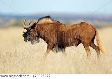 A Black Wildebeest (connochaetes Gnou) In Open Grassland, Mokala National Park, South Africa