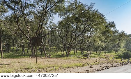 The Safari Road Runs Through The Jungle. On The Side Of The Road, Among The Trees, There Are Wild An