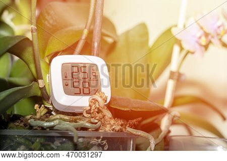 Measurement Of Humidity And Temperature Of Houseplants. Thermometer-hygrometer On The Background Of 