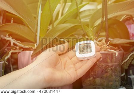 Measurement Of Humidity And Temperature Of Houseplants. Thermometer-hygrometer On The Background Of 