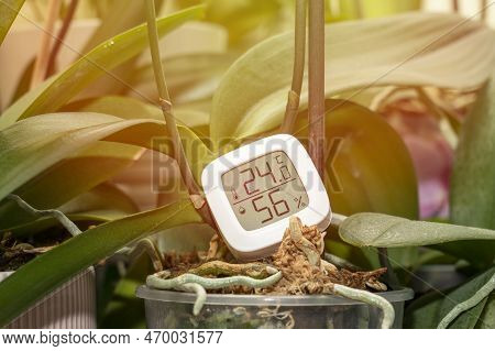 Measurement Of Humidity And Temperature Of Houseplants. Thermometer-hygrometer On The Background Of 