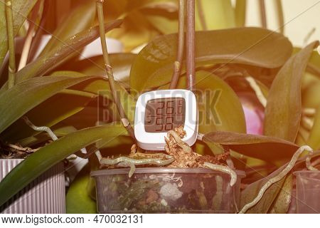 Measurement Of Humidity And Temperature Of Houseplants. Thermometer-hygrometer On The Background Of 