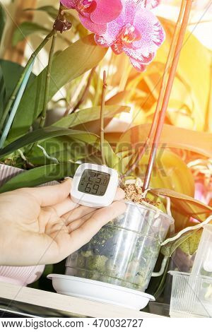 Measurement Of Humidity And Temperature Of Houseplants. Thermometer-hygrometer On The Background Of 