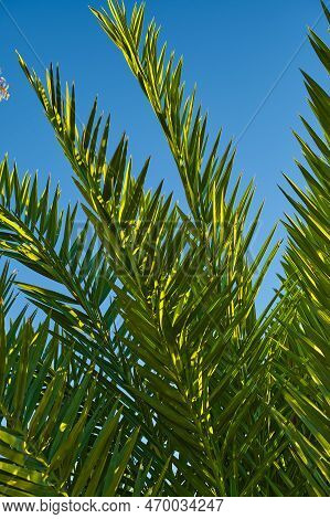 Green Branches Of A Palm Tree Close-up Against The Blue Sky, Vertical Postcard For Palm Sunday, Idea