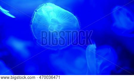 Close-up, Beautiful Jellyfish In Blue, In The Dark. They Move Slowly, Gracefully Float In The Water.