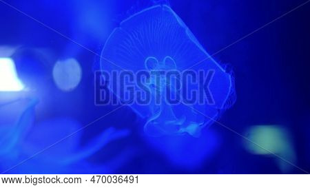 Close-up, Beautiful Jellyfish In Blue, In The Dark. They Move Slowly, Gracefully Float In The Water.